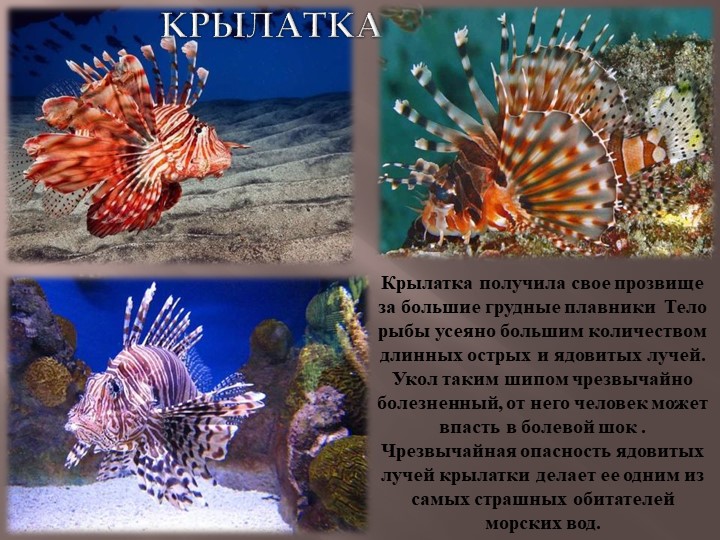 Презентация по теме Животный мир морей