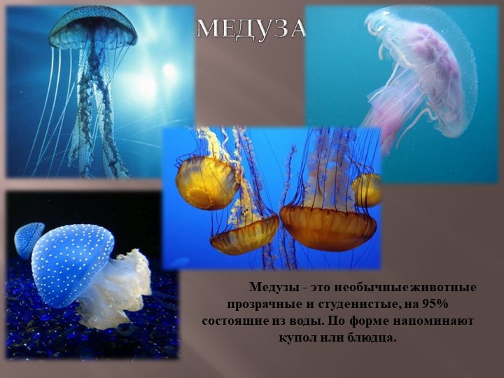 Презентация по теме Животный мир морей