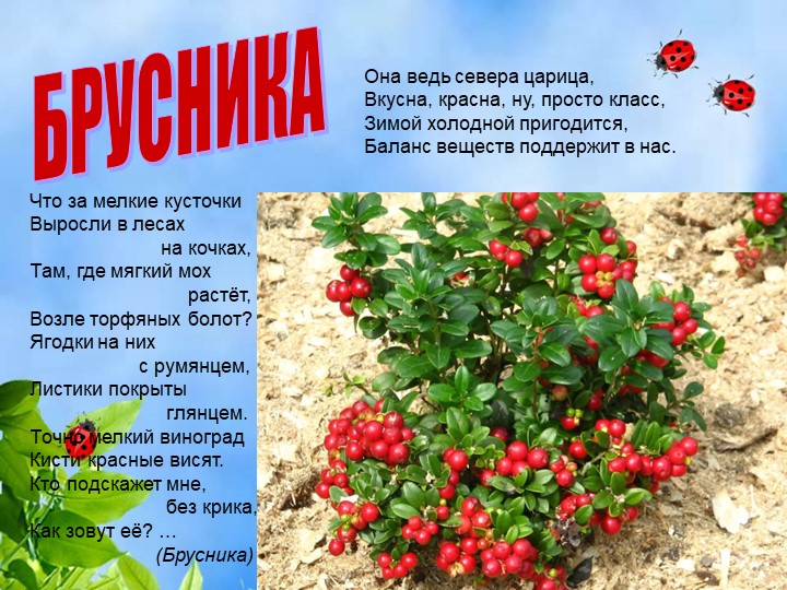 Презентация по познавательному экологическому развитию на тему "Ягодные кустарники"