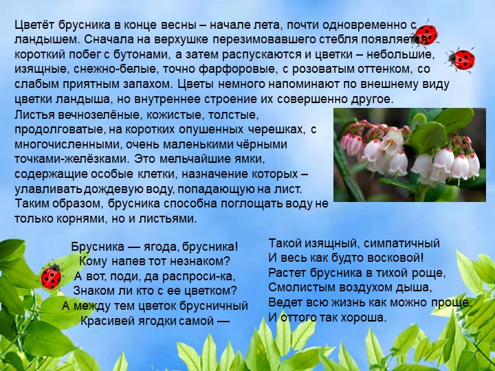 Презентация по познавательному экологическому развитию на тему "Ягодные кустарники"