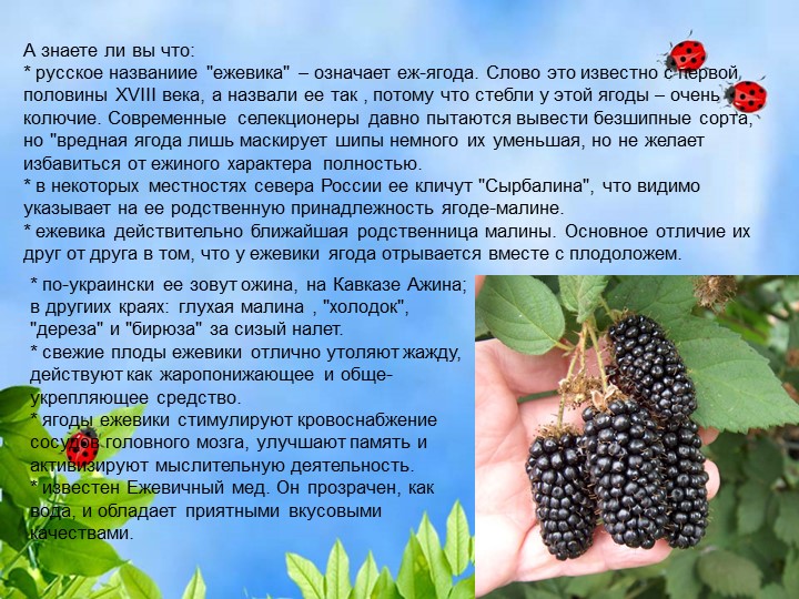 Презентация по познавательному экологическому развитию на тему "Ягодные кустарники"
