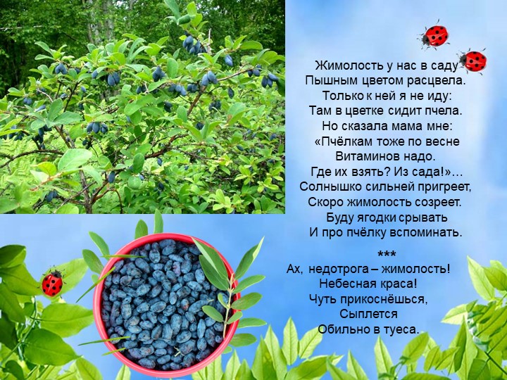 Презентация по познавательному экологическому развитию на тему "Ягодные кустарники"