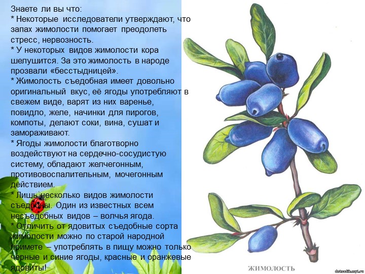 Презентация по познавательному экологическому развитию на тему "Ягодные кустарники"