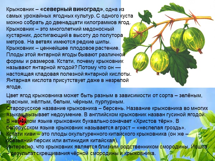 Презентация по познавательному экологическому развитию на тему "Ягодные кустарники"