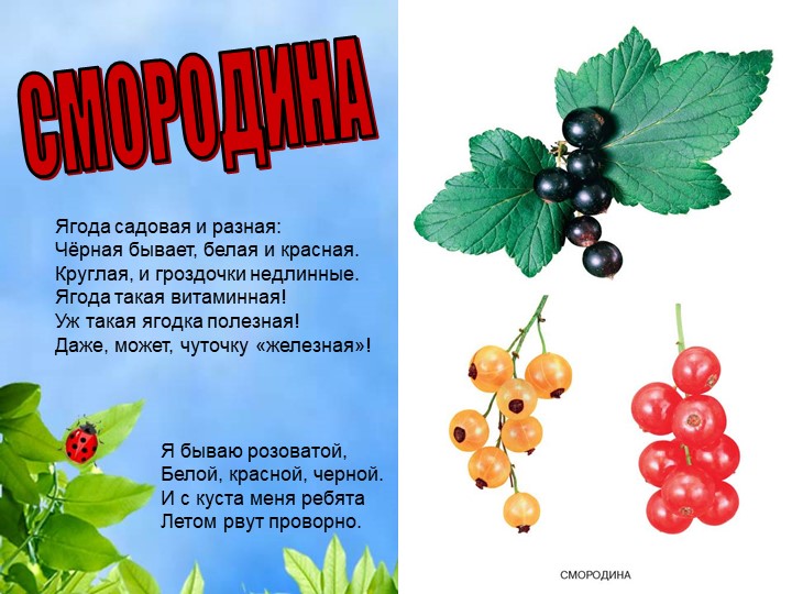 Презентация по познавательному экологическому развитию на тему "Ягодные кустарники"