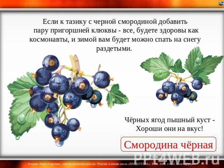 Презентация по познавательному экологическому развитию на тему "Ягодные кустарники"