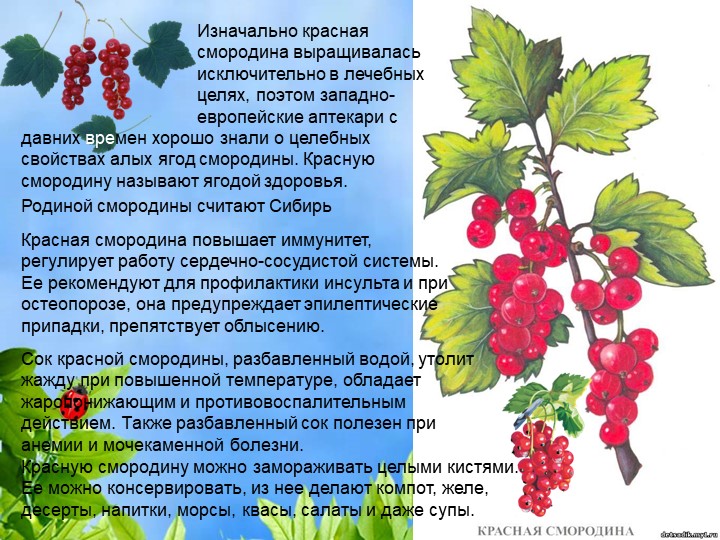 Презентация по познавательному экологическому развитию на тему "Ягодные кустарники"