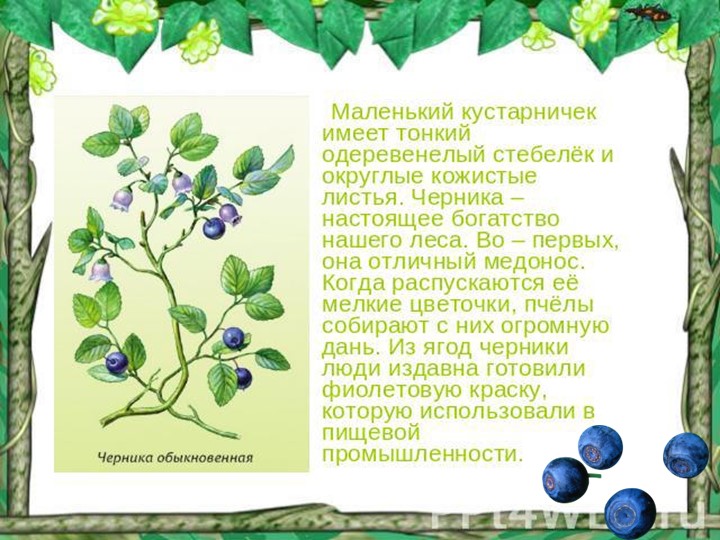 Презентация по познавательному экологическому развитию на тему "Ягодные кустарники"