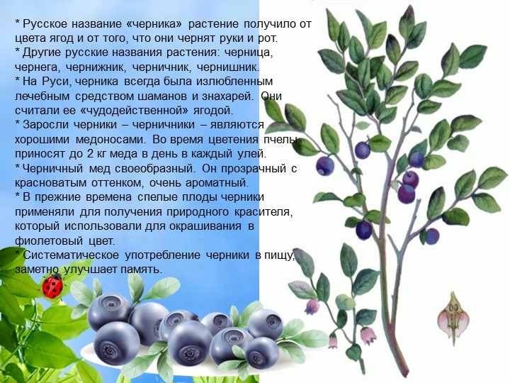 Презентация по познавательному экологическому развитию на тему "Ягодные кустарники"
