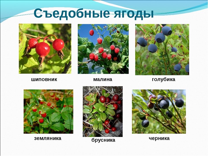 Презентация по познавательному экологическому развитию на тему "Ягодные кустарники"