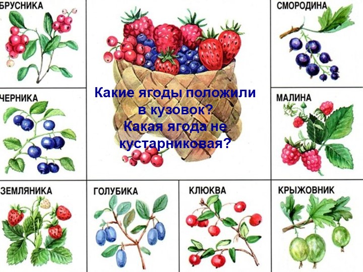 Презентация по познавательному экологическому развитию на тему "Ягодные кустарники"