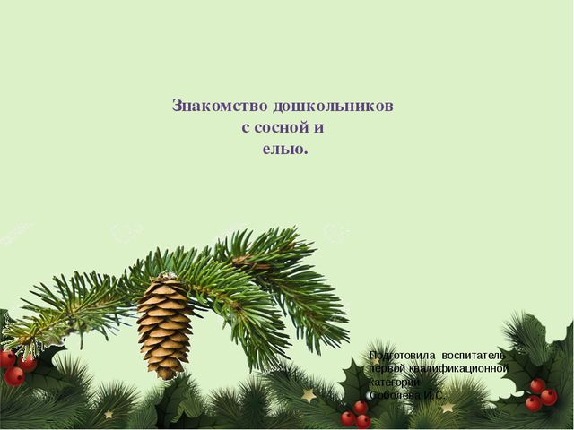Знакомство дошкольников с сосной и елью. Презентация