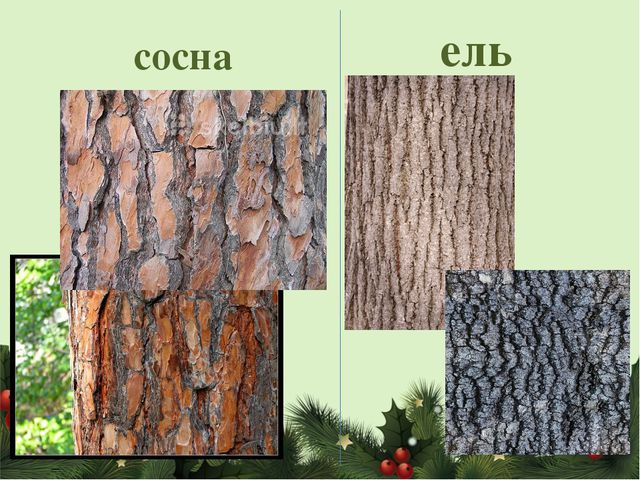 Знакомство дошкольников с сосной и елью. Презентация