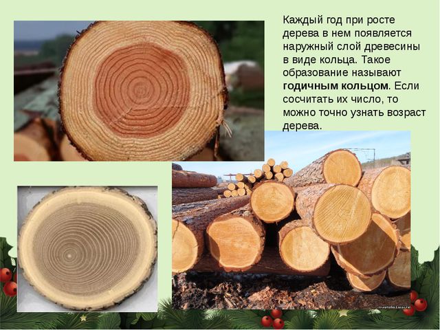Знакомство дошкольников с сосной и елью. Презентация