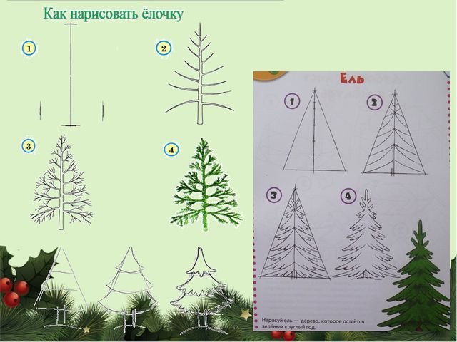 Знакомство дошкольников с сосной и елью. Презентация