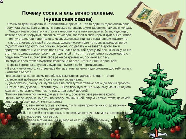 Знакомство дошкольников с сосной и елью. Презентация