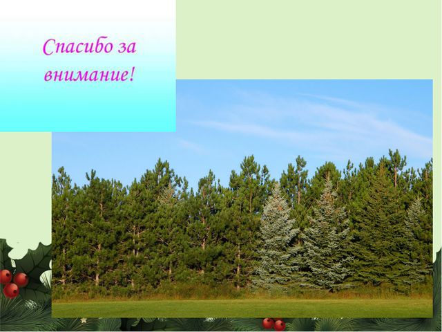 Знакомство дошкольников с сосной и елью. Презентация