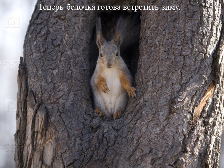Презентация на тему "Подготовка животных к зиме"