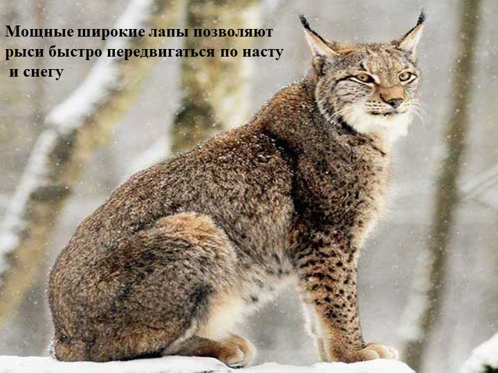 Презентация на тему "Подготовка животных к зиме"