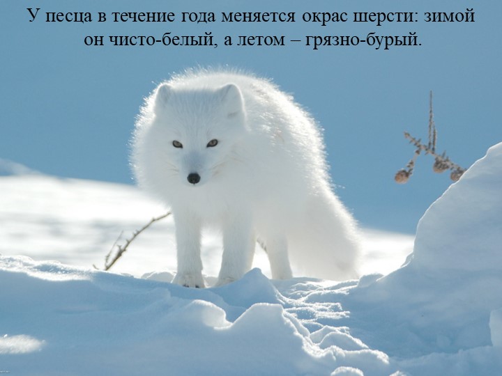 Презентация на тему "Подготовка животных к зиме"
