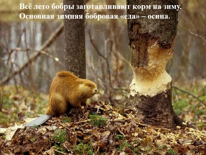 Презентация на тему "Подготовка животных к зиме"
