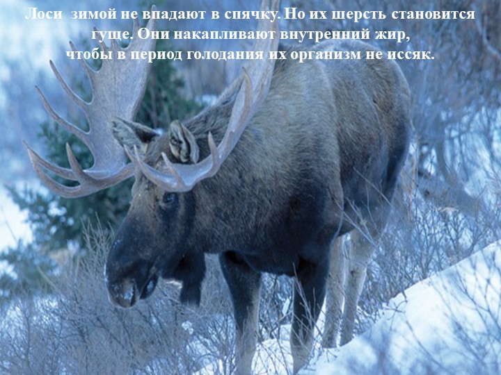 Презентация на тему "Подготовка животных к зиме"