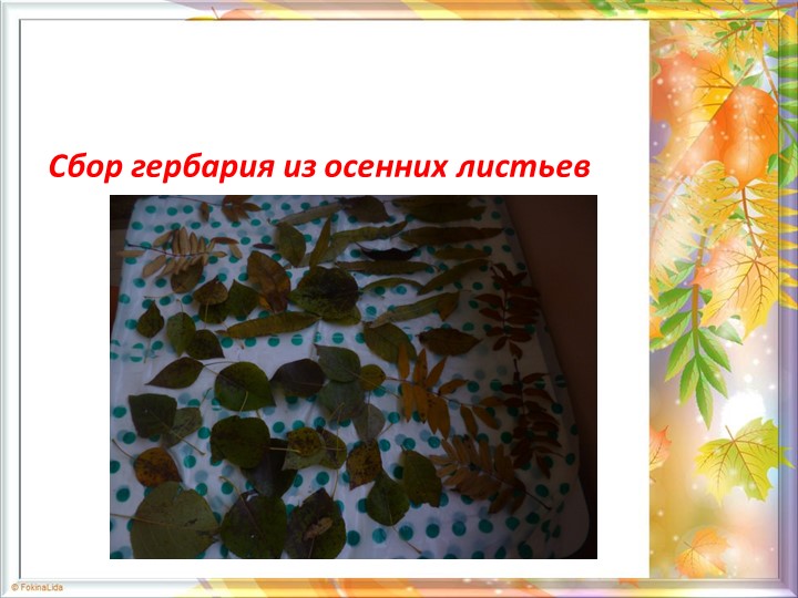 Презентация по проекту "Золотая осень"