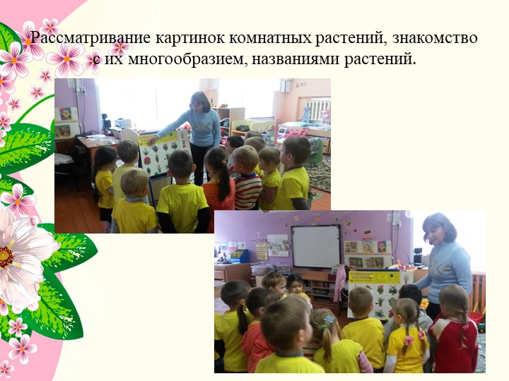 Презентация к проекту в средней группе детского сада " Комнатные растения"