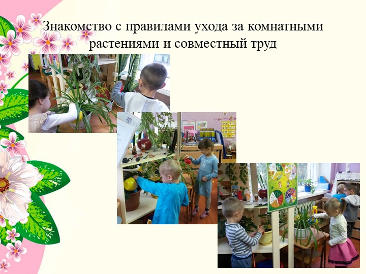 Презентация к проекту в средней группе детского сада " Комнатные растения"