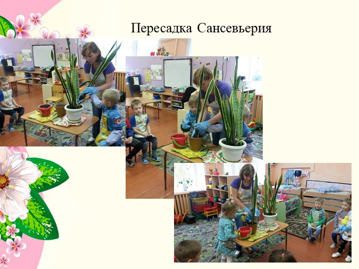 Презентация к проекту в средней группе детского сада " Комнатные растения"