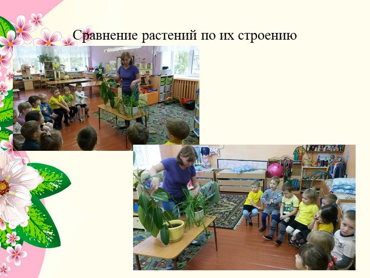 Презентация к проекту в средней группе детского сада " Комнатные растения"