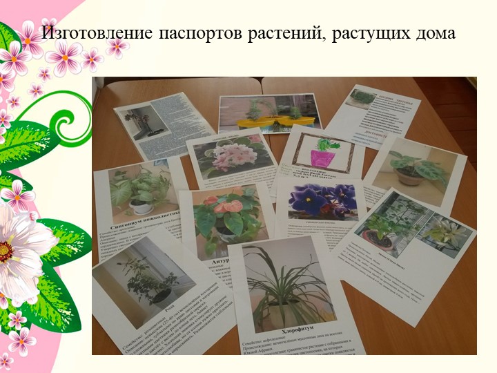 Презентация к проекту в средней группе детского сада " Комнатные растения"