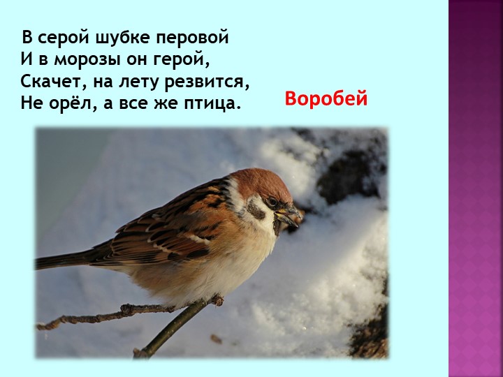 Презентация по теме "Зимующие птицы"