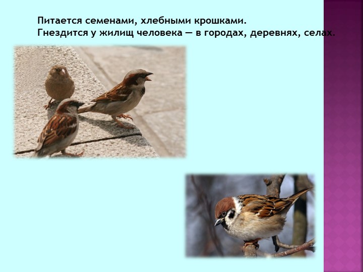 Презентация по теме "Зимующие птицы"