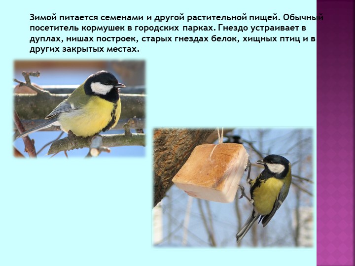 Презентация по теме "Зимующие птицы"