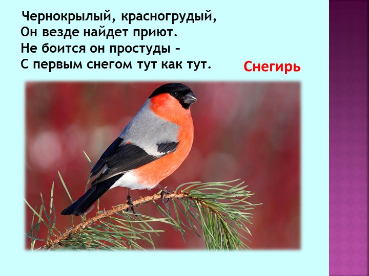 Презентация по теме "Зимующие птицы"
