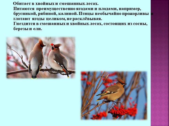 Презентация по теме "Зимующие птицы"