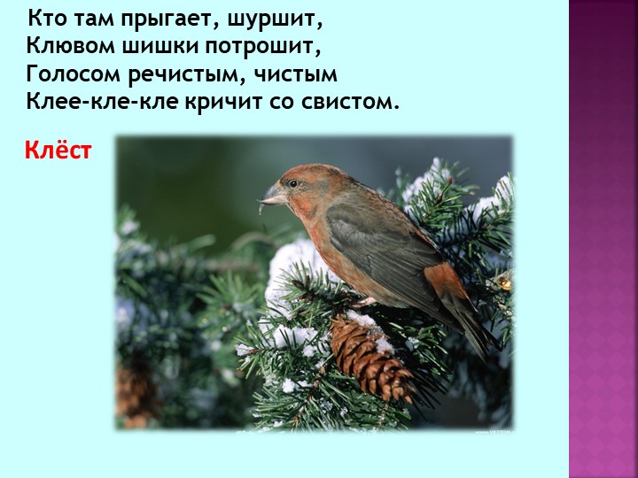 Презентация по теме "Зимующие птицы"