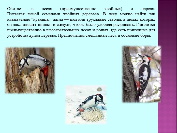Презентация по теме "Зимующие птицы"