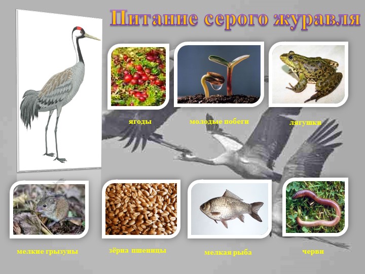 Презентация " Животный мир" , старшая группа
