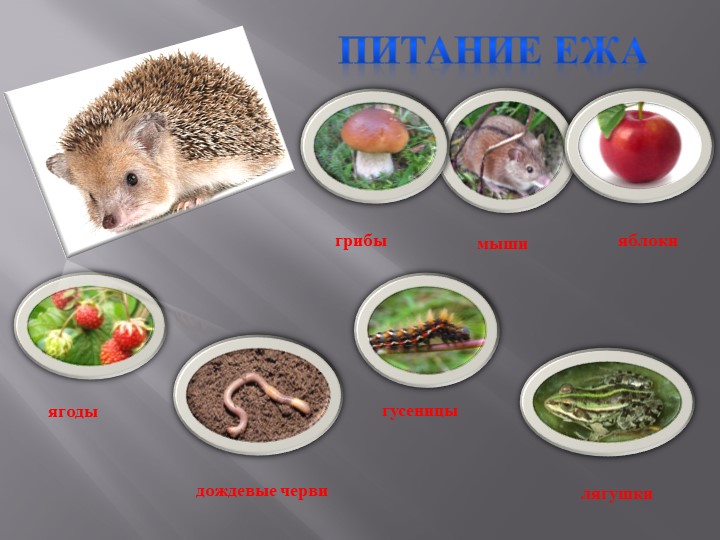 Презентация " Животный мир" , старшая группа