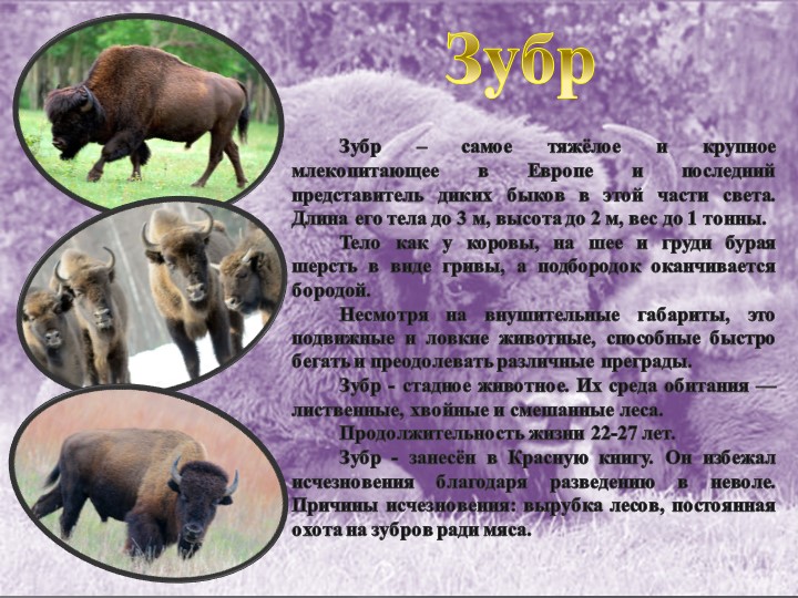 Презентация " Животный мир" , старшая группа