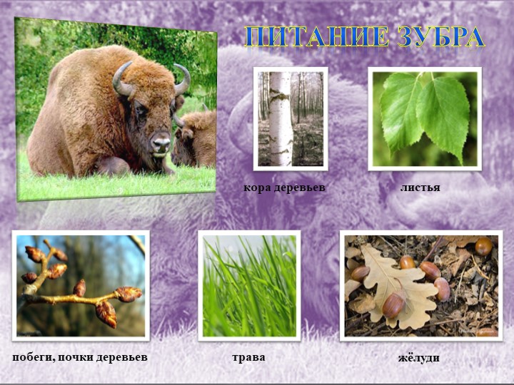 Презентация " Животный мир" , старшая группа