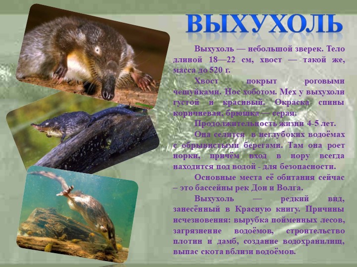 Презентация " Животный мир" , старшая группа