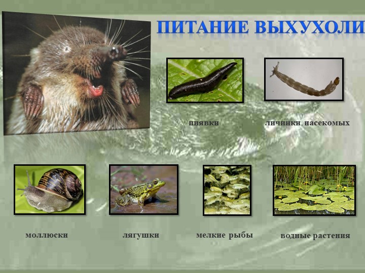 Презентация " Животный мир" , старшая группа