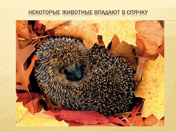 Призентация для дошкольников на тему "Осень"