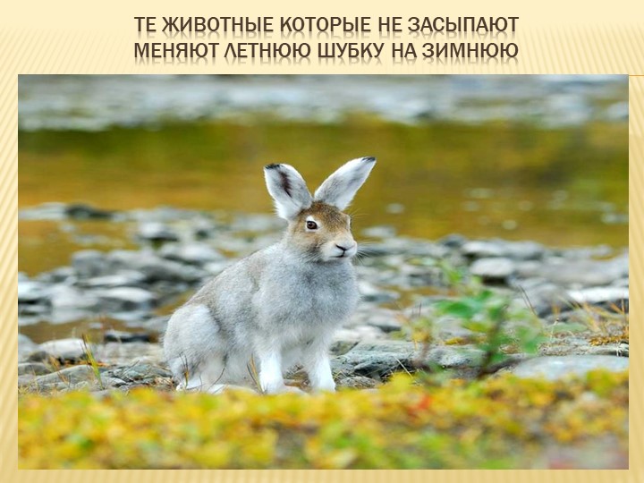 Призентация для дошкольников на тему "Осень"