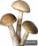 Shape13