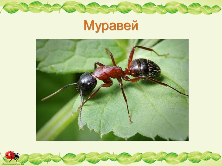 Презентация по образовательной области "Познавательное развитие" - "Муравьи - защитники леса"