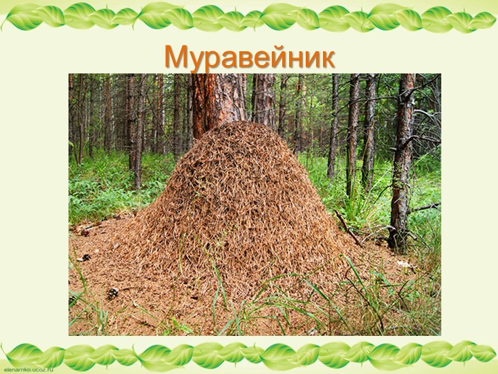 Презентация по образовательной области "Познавательное развитие" - "Муравьи - защитники леса"